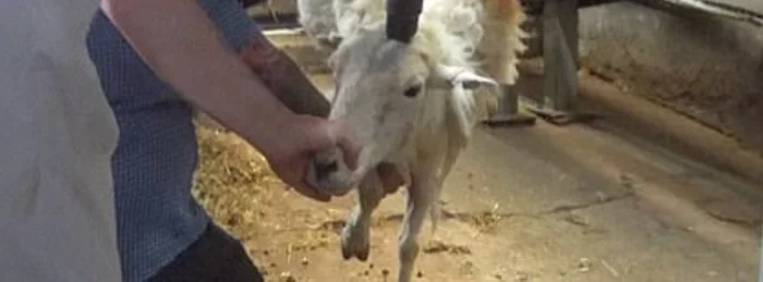 Sheep being killed with a bolt gun